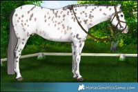 Horse Color:Platinum Brown Sabino Near Leopard 
