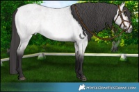 Horse Color:Platinum Buckskin Roan Dun 