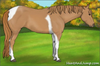 Horse Color:Chestnut Tobiano 
