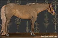 Horse Color:Chocolate Palomino 