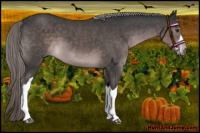 Horse Color:Platinum Liver Chestnut 