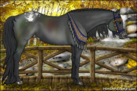 Horse Color:Platinum Black Appaloosa