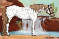 Horse Color:Gray Chestnut Tobiano Appaloosa 