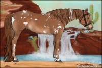 Horse Color:White Spotted Chestnut 