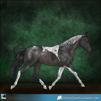 Horse Color:Platinum Brown Tobiano Rabicano