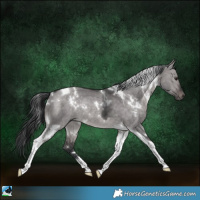 Horse Color:Platinum White Spotted Brown Dun Tobiano Rabicano