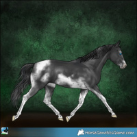 Horse Color:Platinum White Spotted Black Tobiano Frame Rabicano