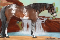 Horse Color:White Spotted Brown Tobiano Appaloosa