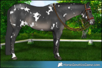Horse Color:Platinum White Spotted Black