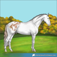 Horse Color:White Spotted Bay Pearl Sabino Appaloosa 