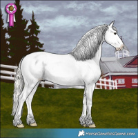 Horse Color:Silver Grullo Appaloosa