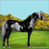 Horse Color:Gray Void Silver Classic Champagne Chinchilla Splash Tobiano 