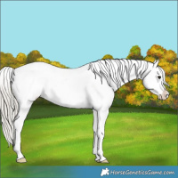 Horse Color:Silver Smoky Black Appaloosa 