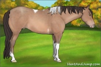 Horse Color:Sable Champagne Tobiano