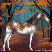 Horse Color:White Spotted Bay 