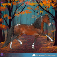 Horse Color:Bay Sabino Tobiano 