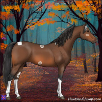 Horse Color:Bay Tobiano 