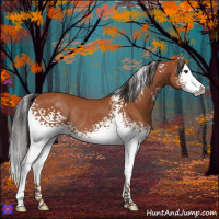 Horse Color:White Spotted Bay Splash Rabicano 