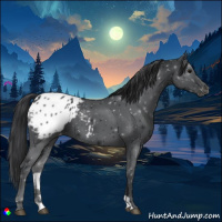 Horse Color:Black Appaloosa