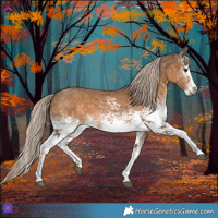 Horse Color:White Spotted Chocolate Palomino Sabino 