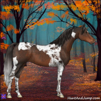 Horse Color:Liver Chestnut Tobiano 