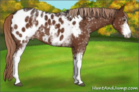 Horse Color:White Spotted Liver Chestnut Appaloosa 