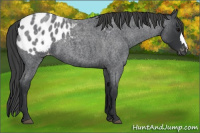 Horse Color:Blue Roan Appaloosa
