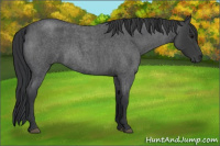 Horse Color:Blue Roan 