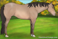 Horse Color:Amber Champagne