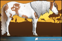 Horse Color:White Spotted Chestnut Splash Tobiano Rabicano