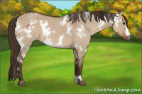 Horse Color:White Spotted Liver Red Dun