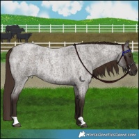 Horse Color:Liver Red Roan Rabicano 