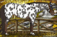 Horse Color:Liver Red Roan Appaloosa