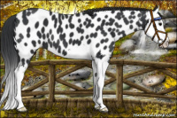 Horse Color:Black Sabino Splash Near Leopard 