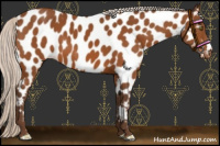 Horse Color:Silver Buckskin Near Leopard 