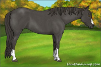 Horse Color:Smoky Blue Roan