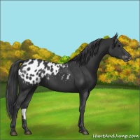 Horse Color:Black Appaloosa 