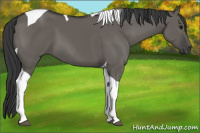 Horse Color:Grullo Tobiano 