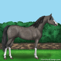 Horse Color:Grullo Sabino Splash  and Grullo Sabino Splash 