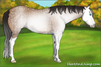 Horse Color:Gray Sable Champagne Splash Rabicano 