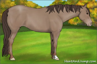 Horse Color:Classic Champagne