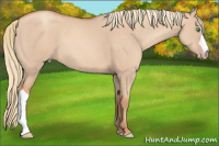 Horse Color:Gold Champagne Dun 