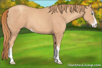 Horse Color:Gold Champagne Sabino 