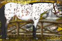 Horse Color:Bay Roan Near Leopard 