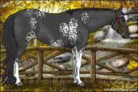 Horse Color:White Spotted Black