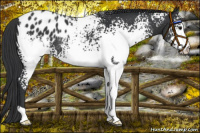 Horse Color:White Spotted Black Varnish 