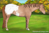 Horse Color:Gold Champagne Appaloosa Rabicano 