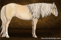 Horse Color:Gold Champagne