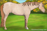 Horse Color:Gold Champagne Roan