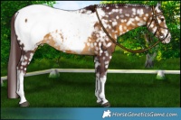 Horse Color:White Spotted Chocolate Buckskin Snowcap 